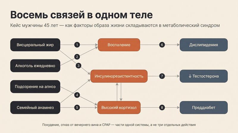 Восемь связей метаболического синдрома: висцеральный жир, алкоголь, апноэ и семейный анамнез через воспаление, инсулинорезистентность и кортизол ведут к дислипидемии, снижению тестостерона и преддиабету